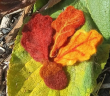 Felt Leaves