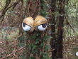The trees have eyes