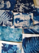 cyanotype collection