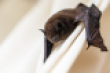 pipistrelle bat small3